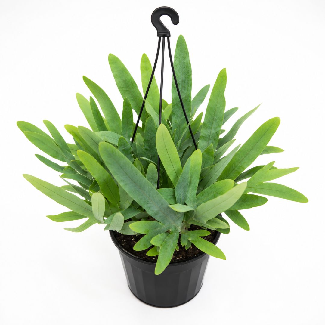 Fern Blue Star Hanger 175mm