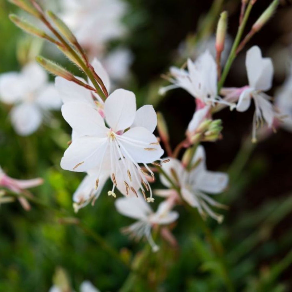 Gaura Bellaza White 140