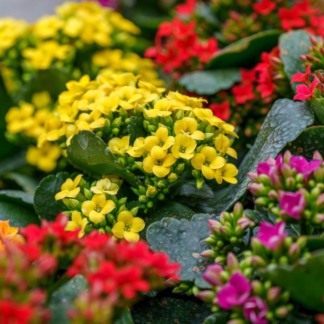 Kalanchoe Blossfeldiana 125
