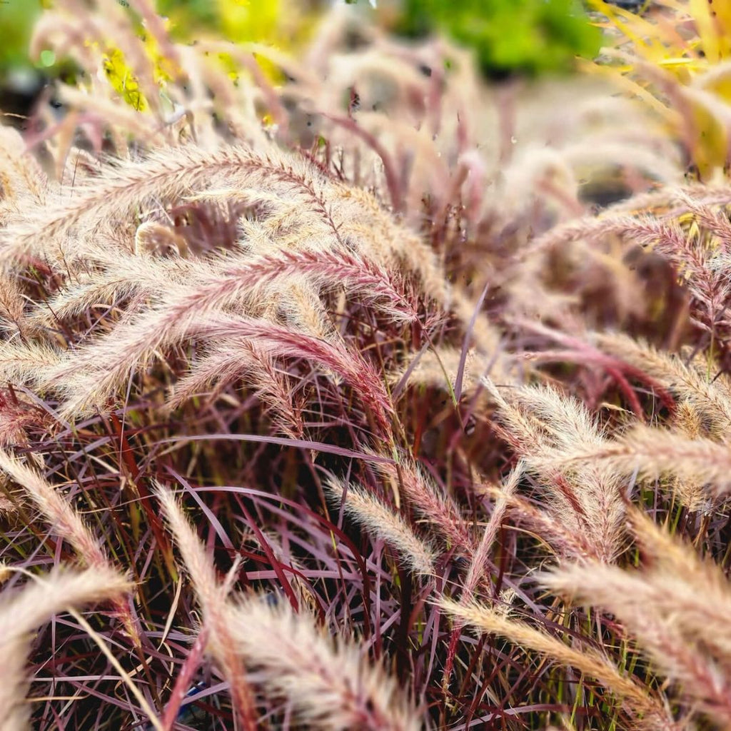 Pennisetum Advena Rubrum 140