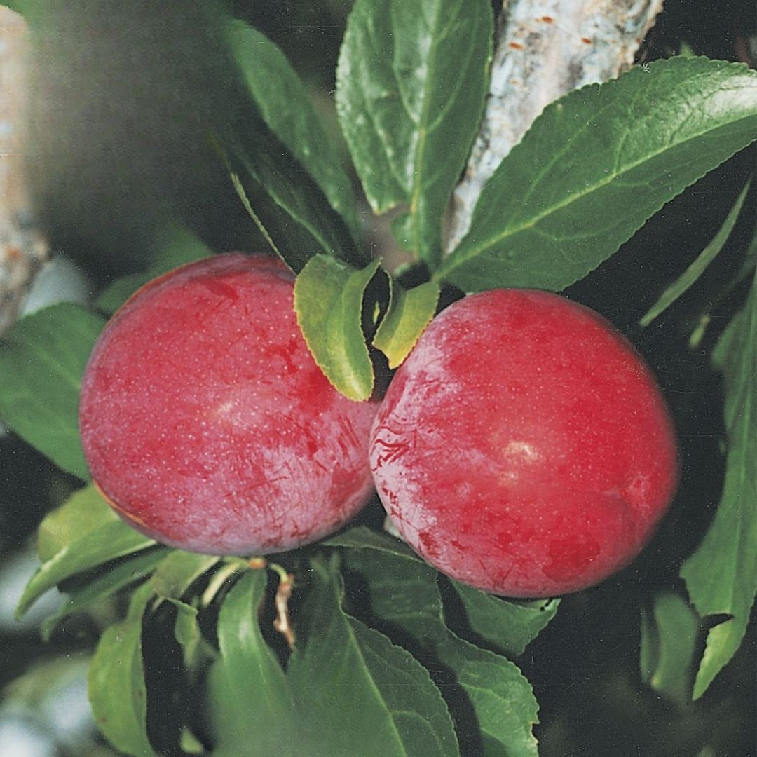 Plum Santa Rosa 300