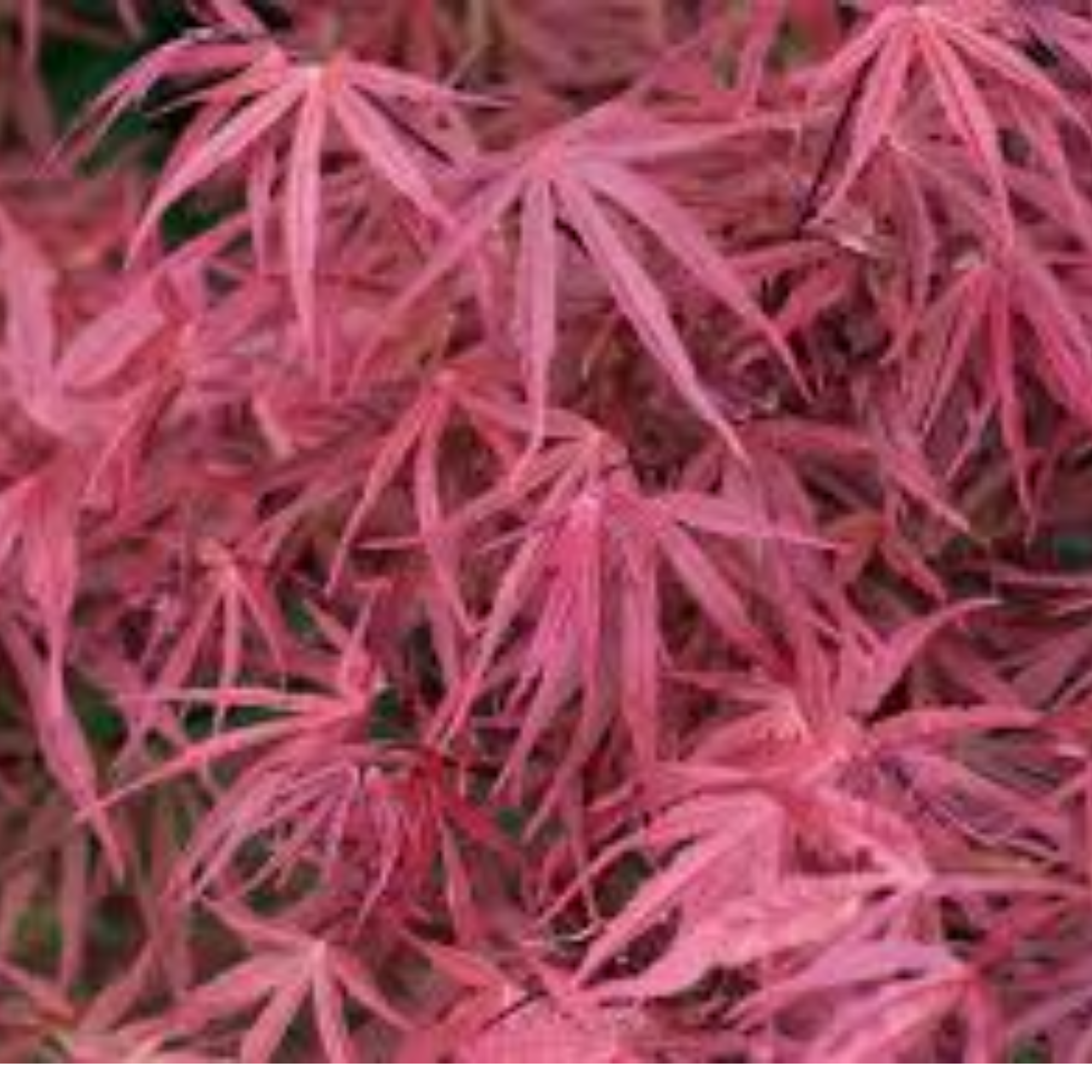 Acer Palmatum Red Pygmy 300