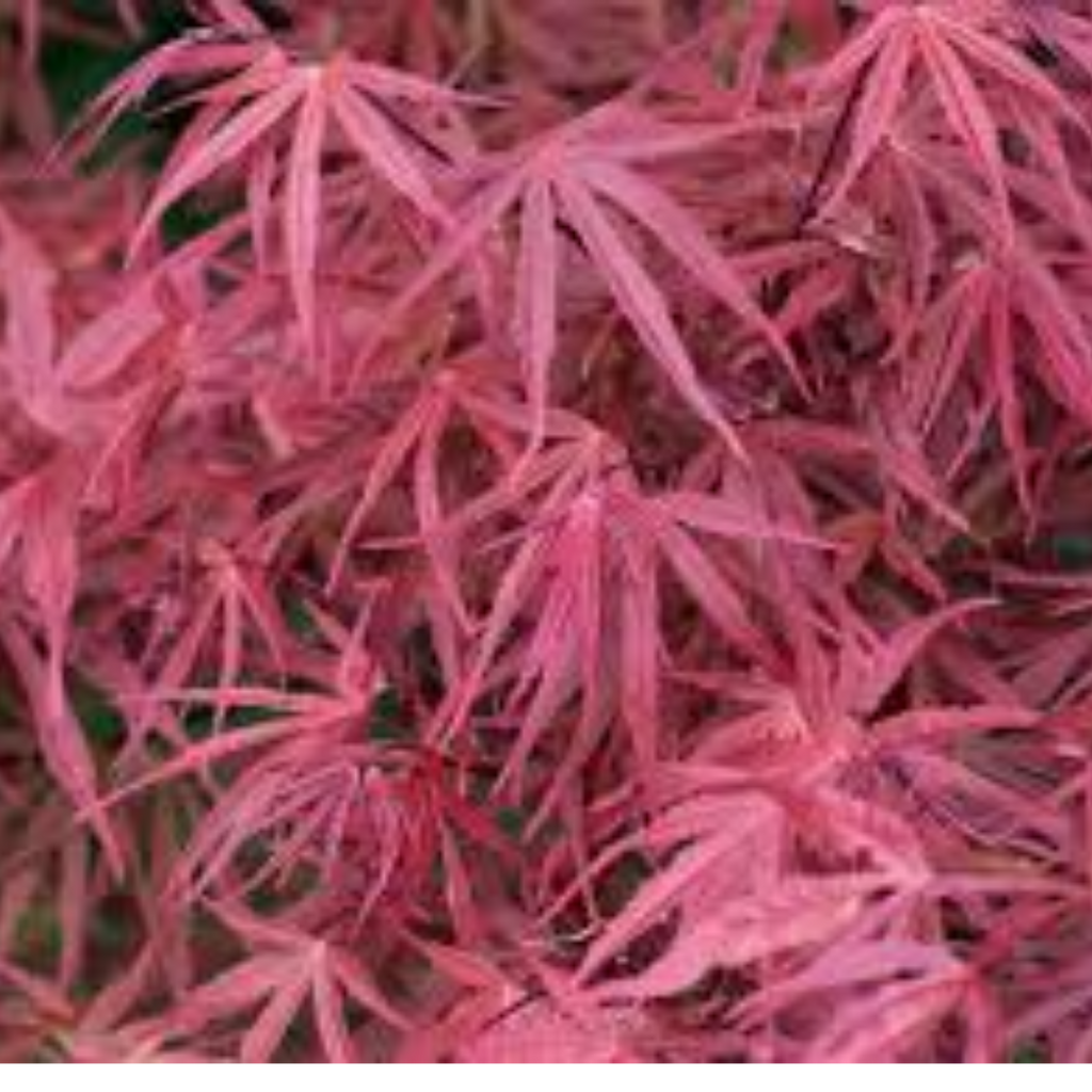 Acer Palmatum Red Pygmy 300