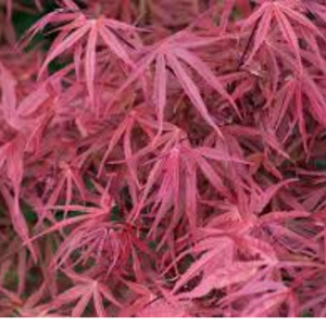 Acer Palmatum Red Pygmy 300