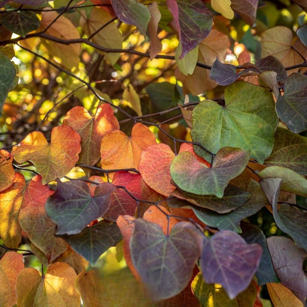 Cercis Canadensis Forest Pansy 300