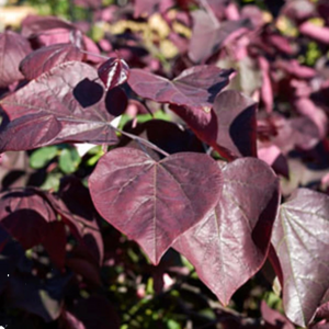 Cercis Canadensis Forest Pansy 300