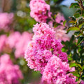 Lagerstroemia Sioux 300