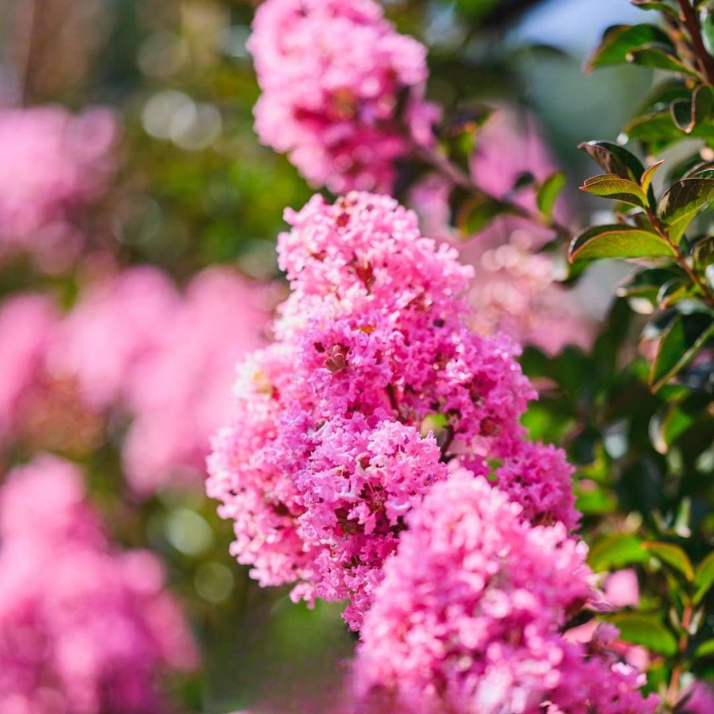 Lagerstroemia Sioux 300