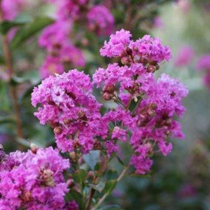 Lagerstroemia Zuni 300