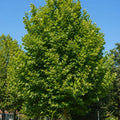 Platanus X Acerifolia 400