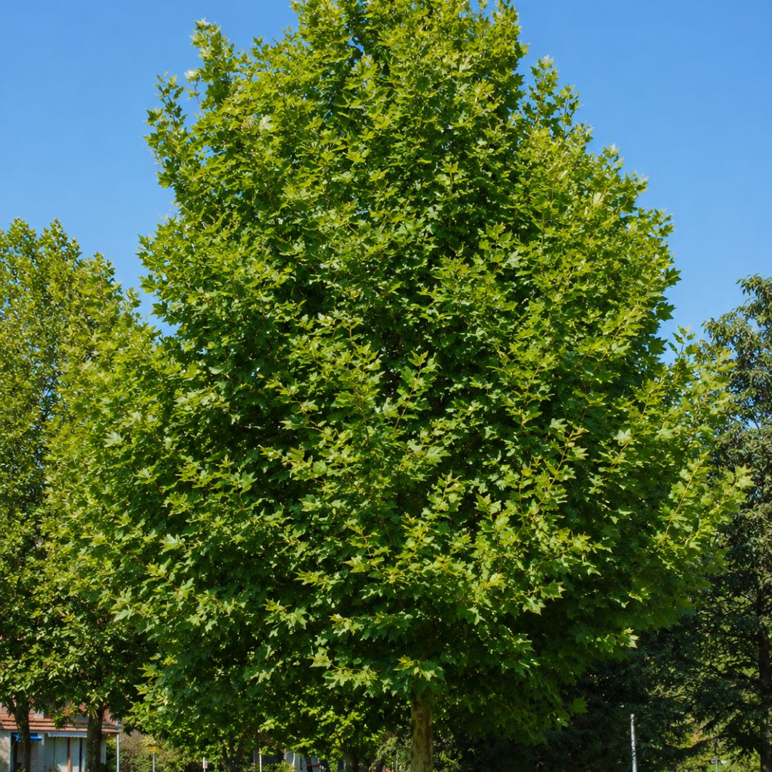 Platanus X Acerifolia 400