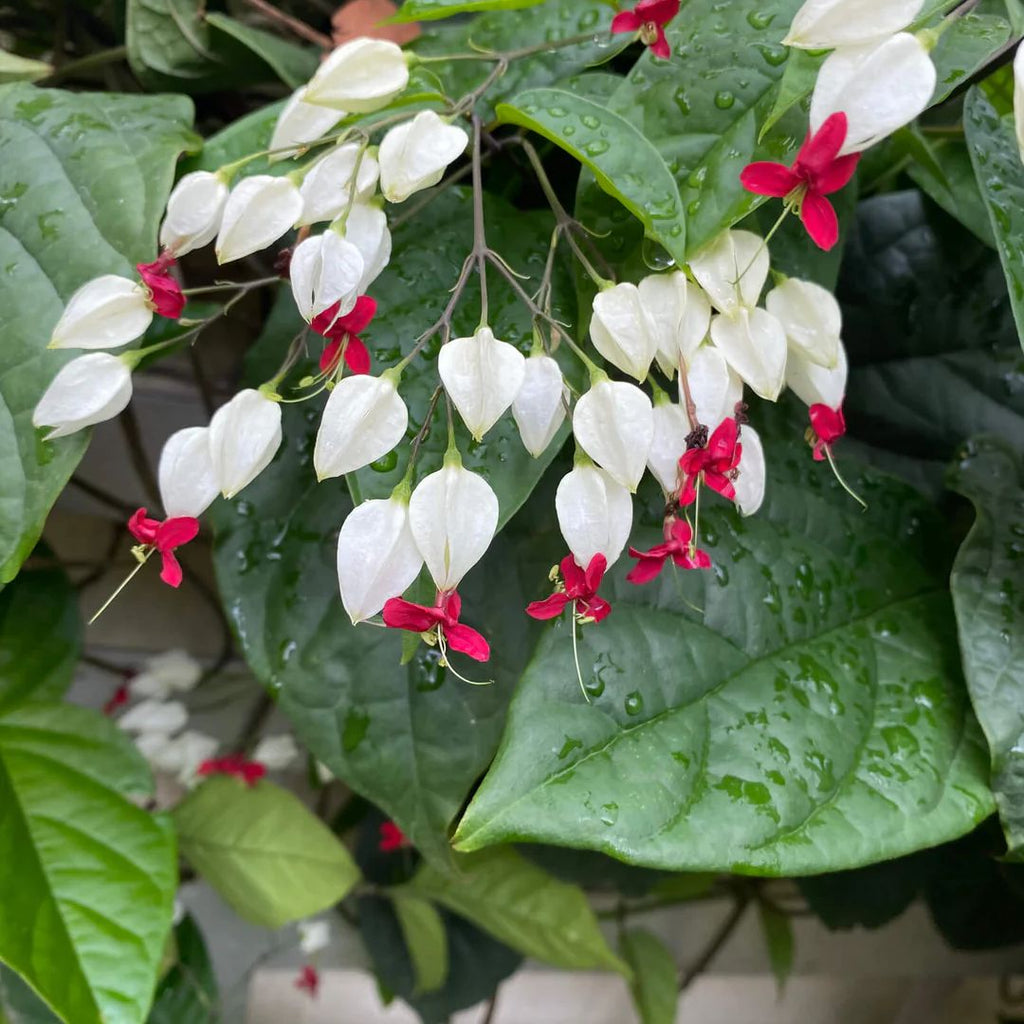 Clerodendrum Bleeding Heart 140mm