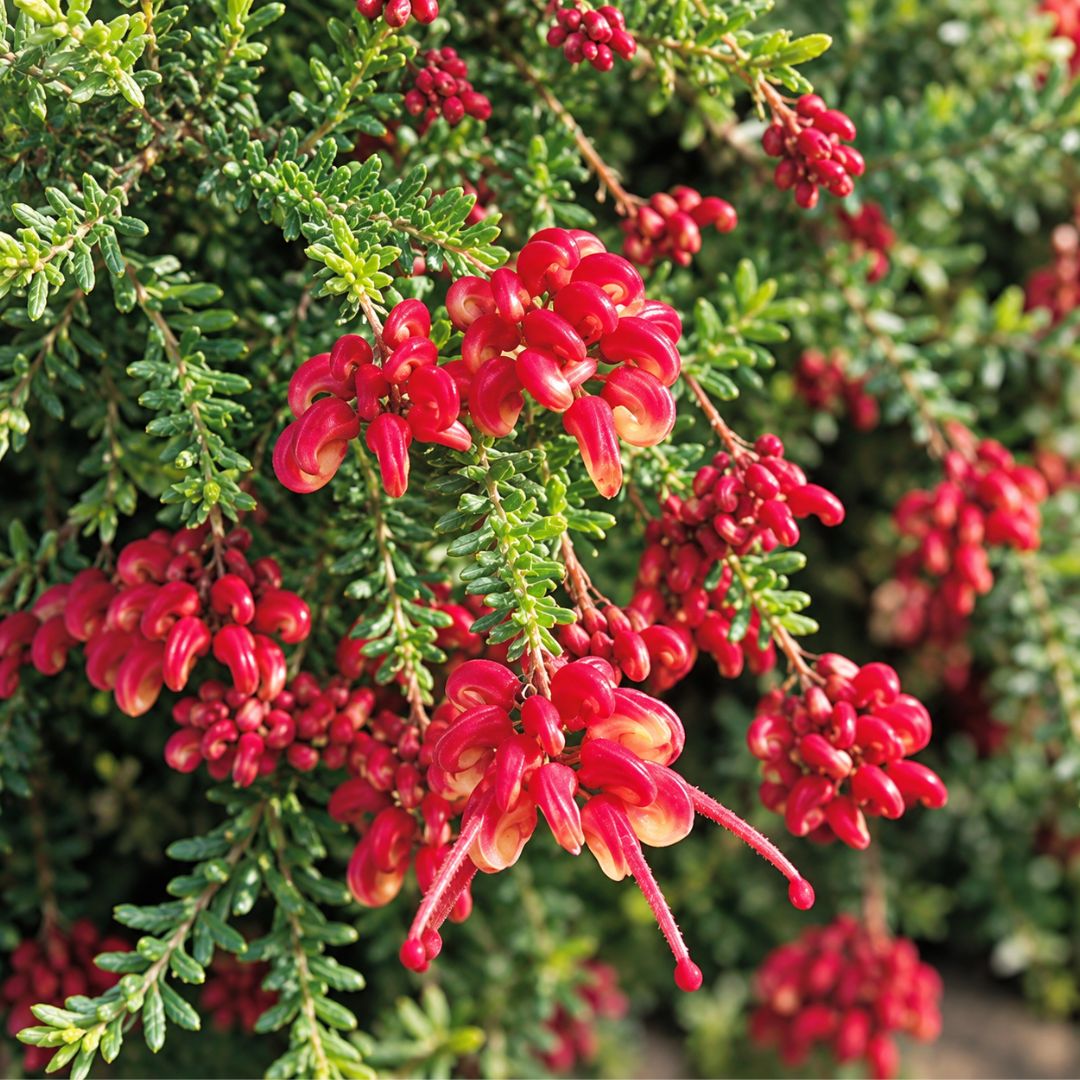 Grevillea Mt Tamboritha 140mm
