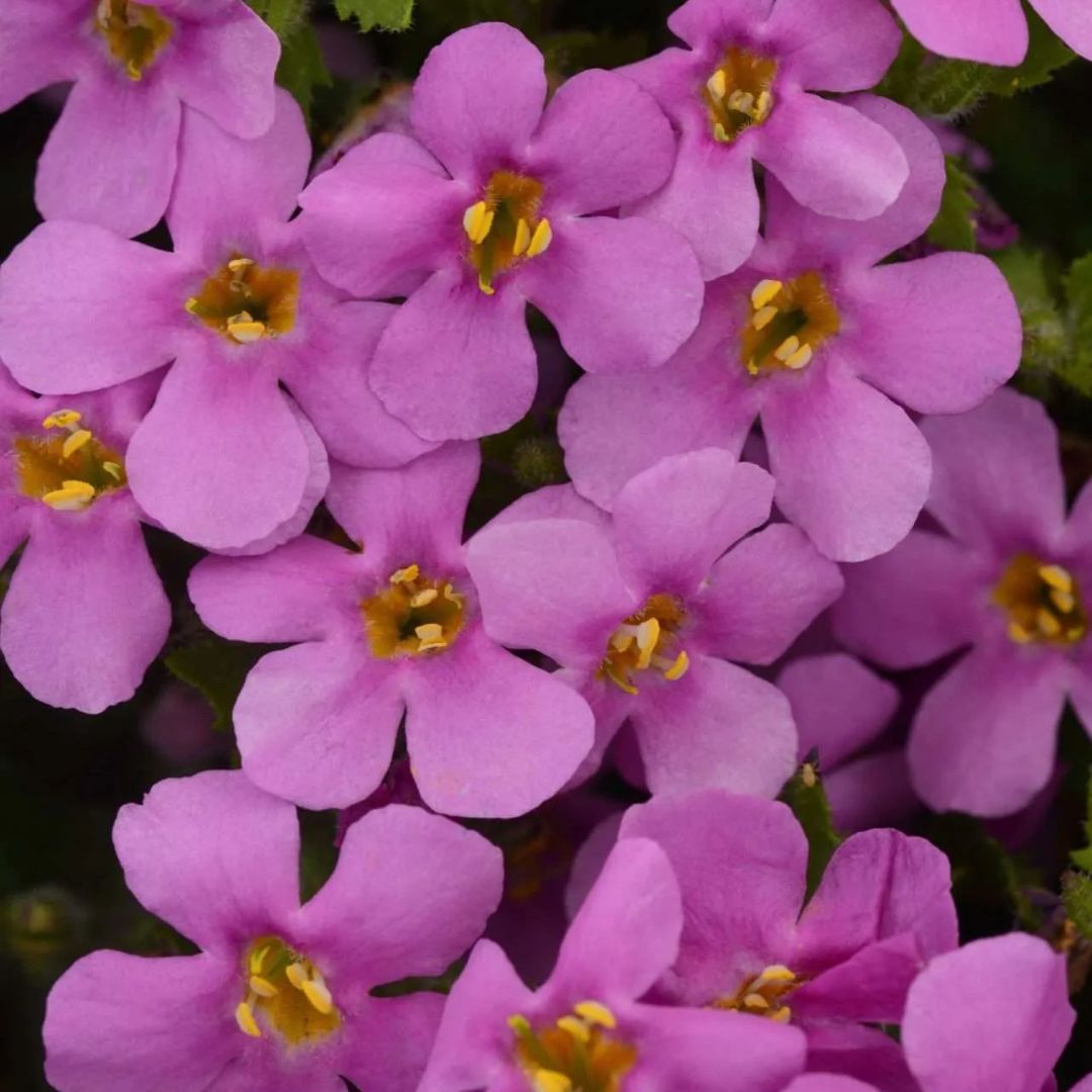 Bacopa Pink 140 