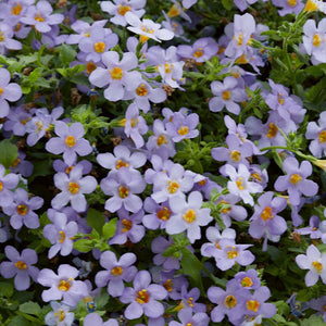 Bacopa Blue 140