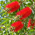 Callistemon Wildfire 140