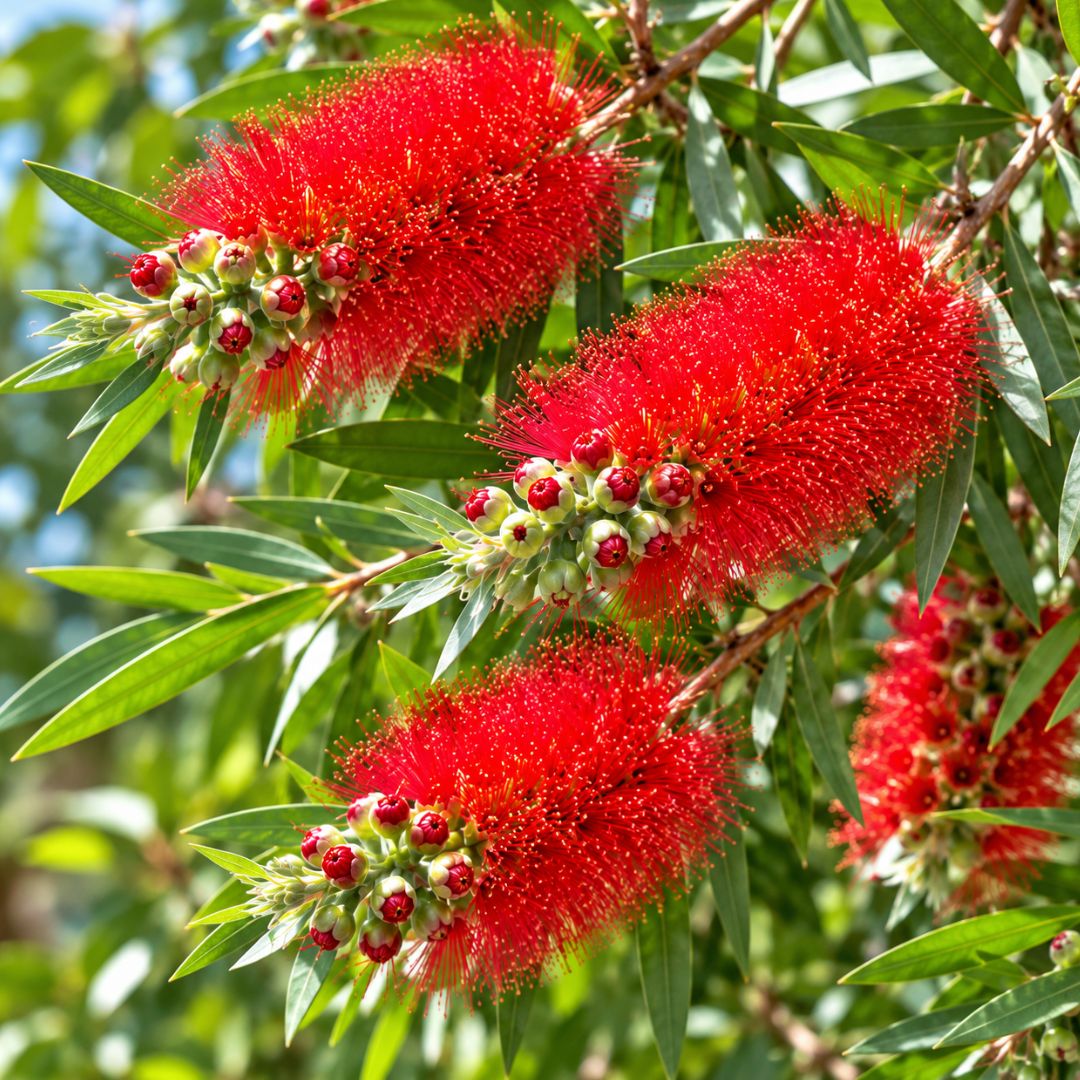 Callistemon Wildfire 140