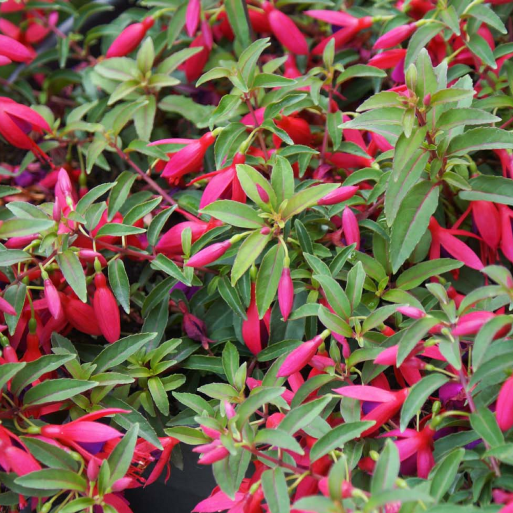 Fuchsia Electric Lights 140 