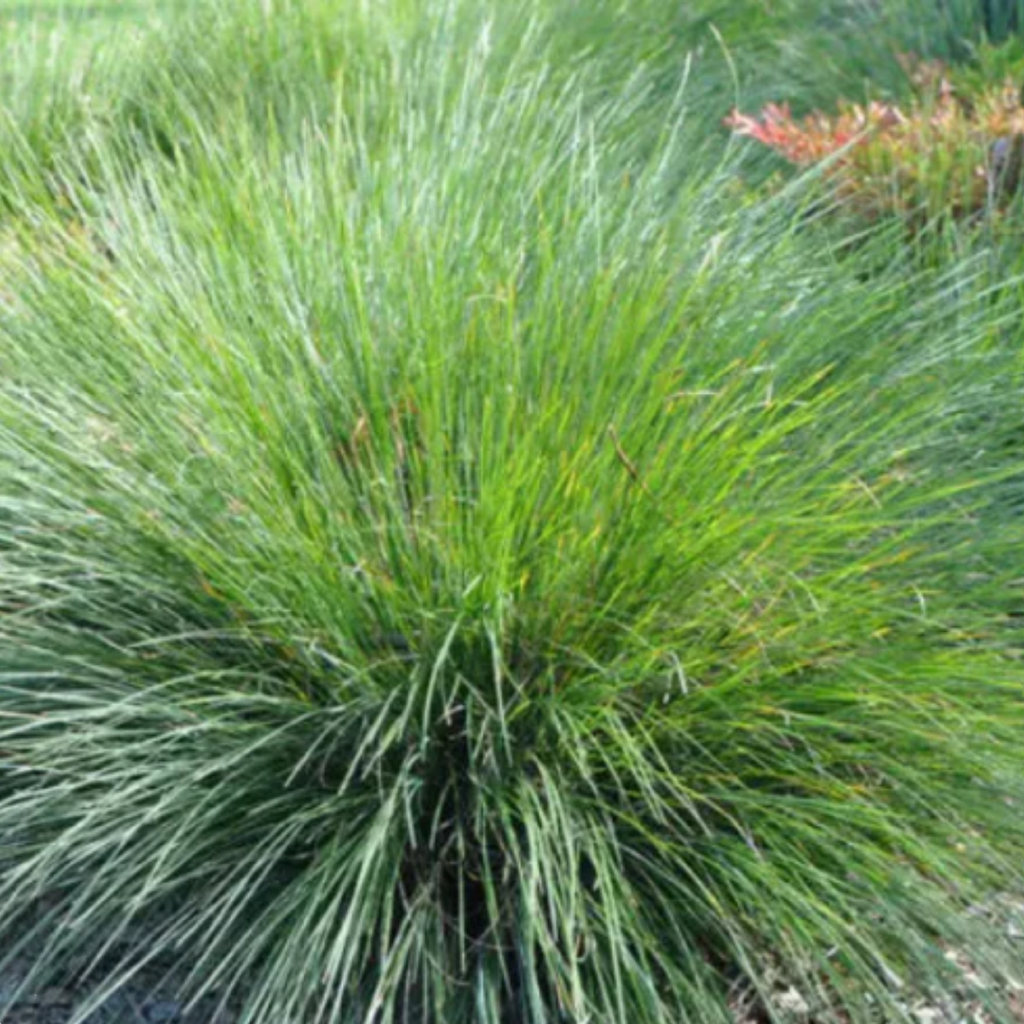 Lomandra Crackerjack 140