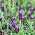 Lavender Avonview 140