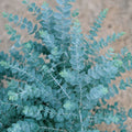 Eucalyptus Baby Blue 140