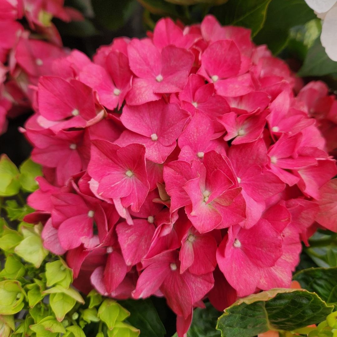 Hydrangea Tea Time Compact Red 200 Lumpys Nursery & Landscape Yard