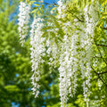 Wisteria Sinensis Jako 200