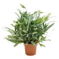 Fern Blue Star 125