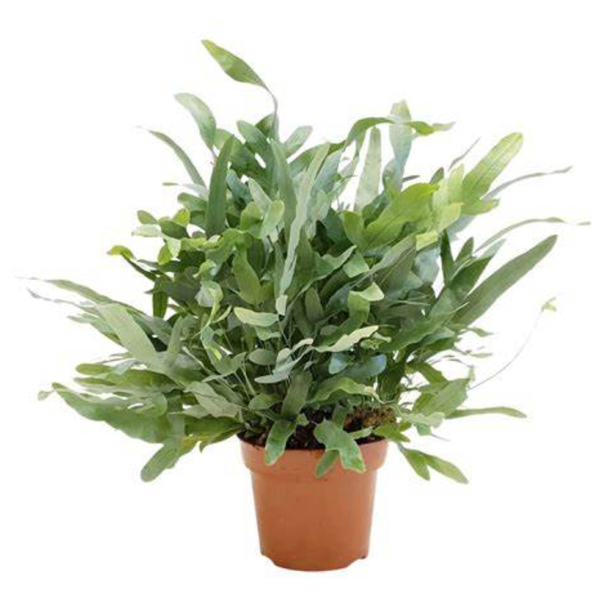 Fern Blue Star 125