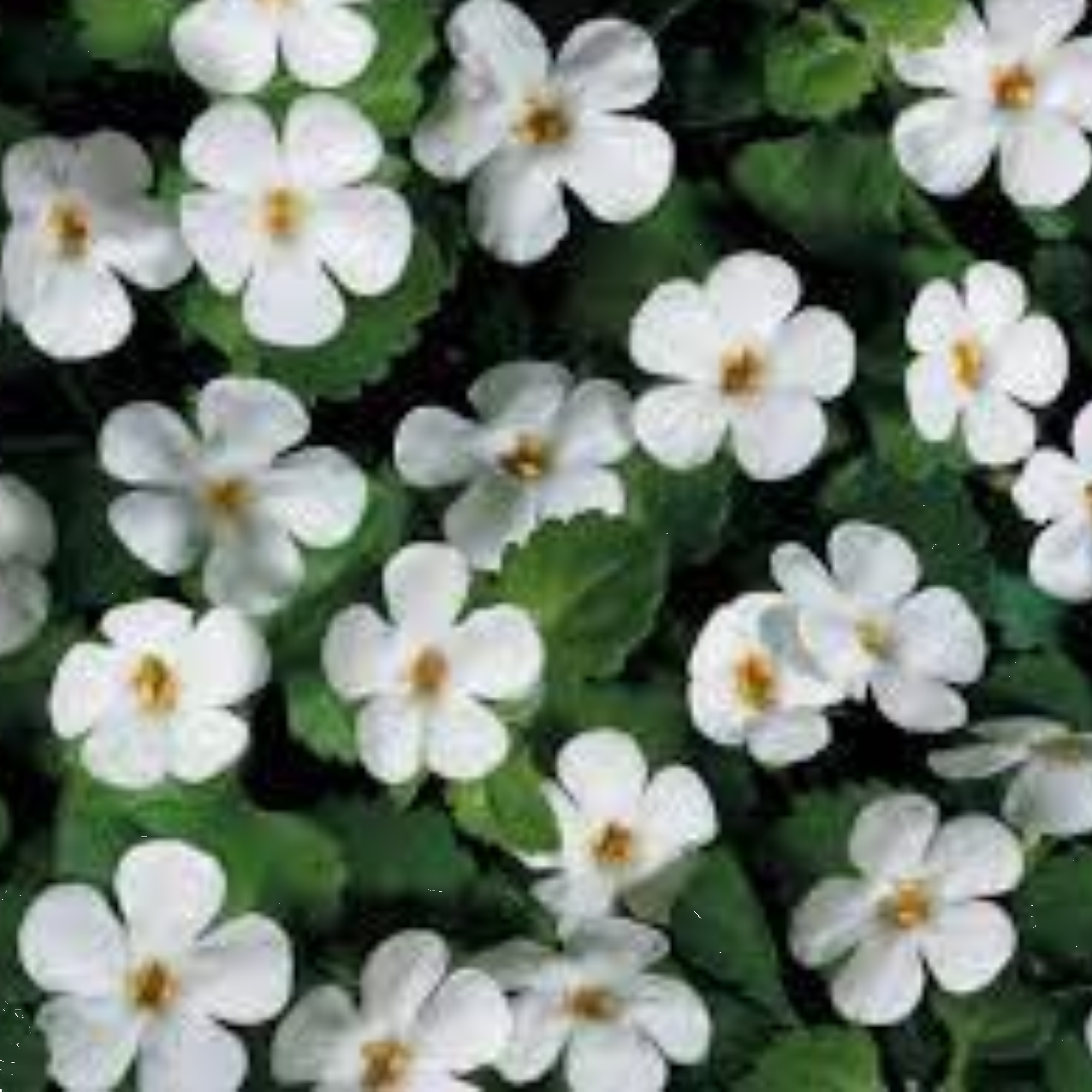 Bacopa White 140