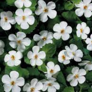 Bacopa White 140