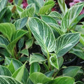 Philodendron Birkin 125mm