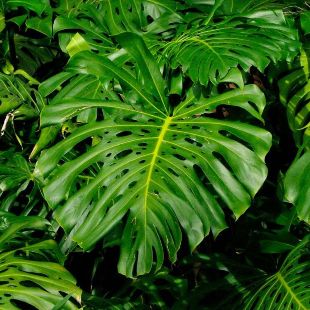 Monstera Deliciosa 125 