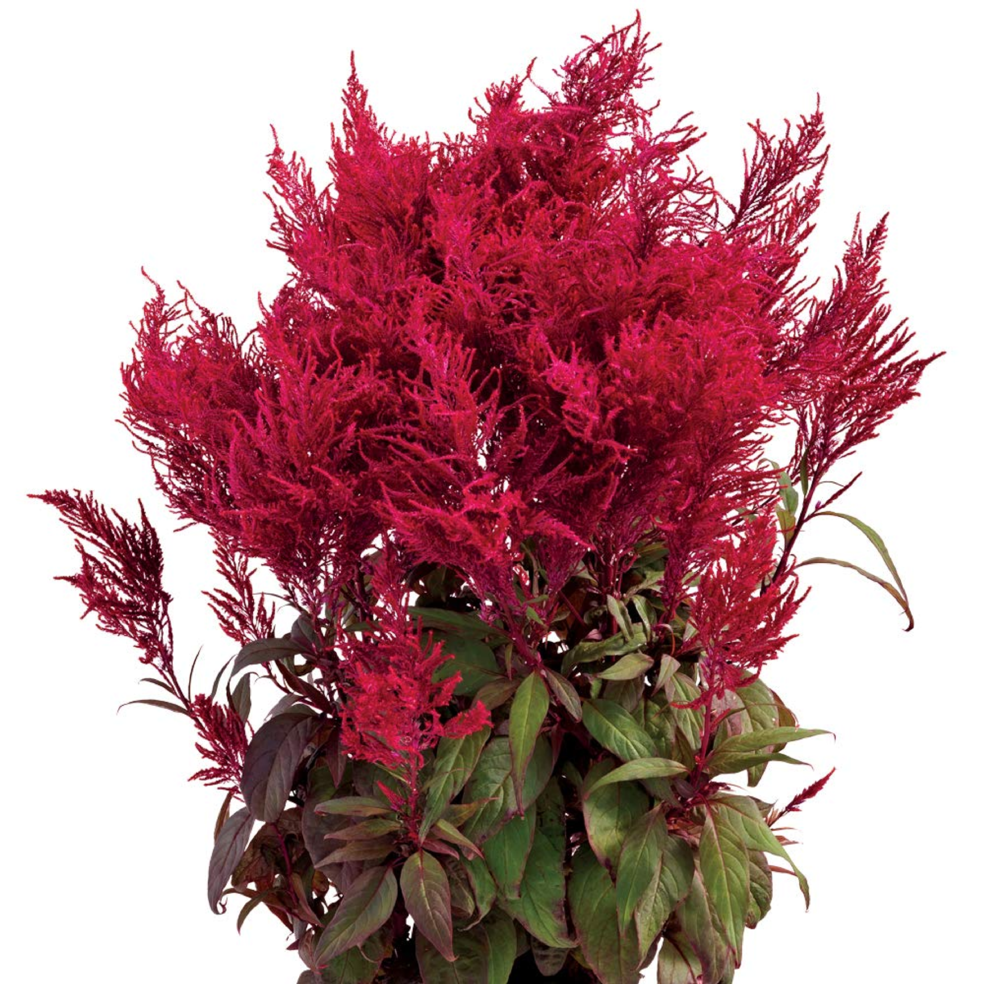 Celosia Dragons Breath 140mm