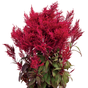 Celosia Dragons Breath 140mm