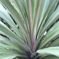 Cordyline Australis Peko 200