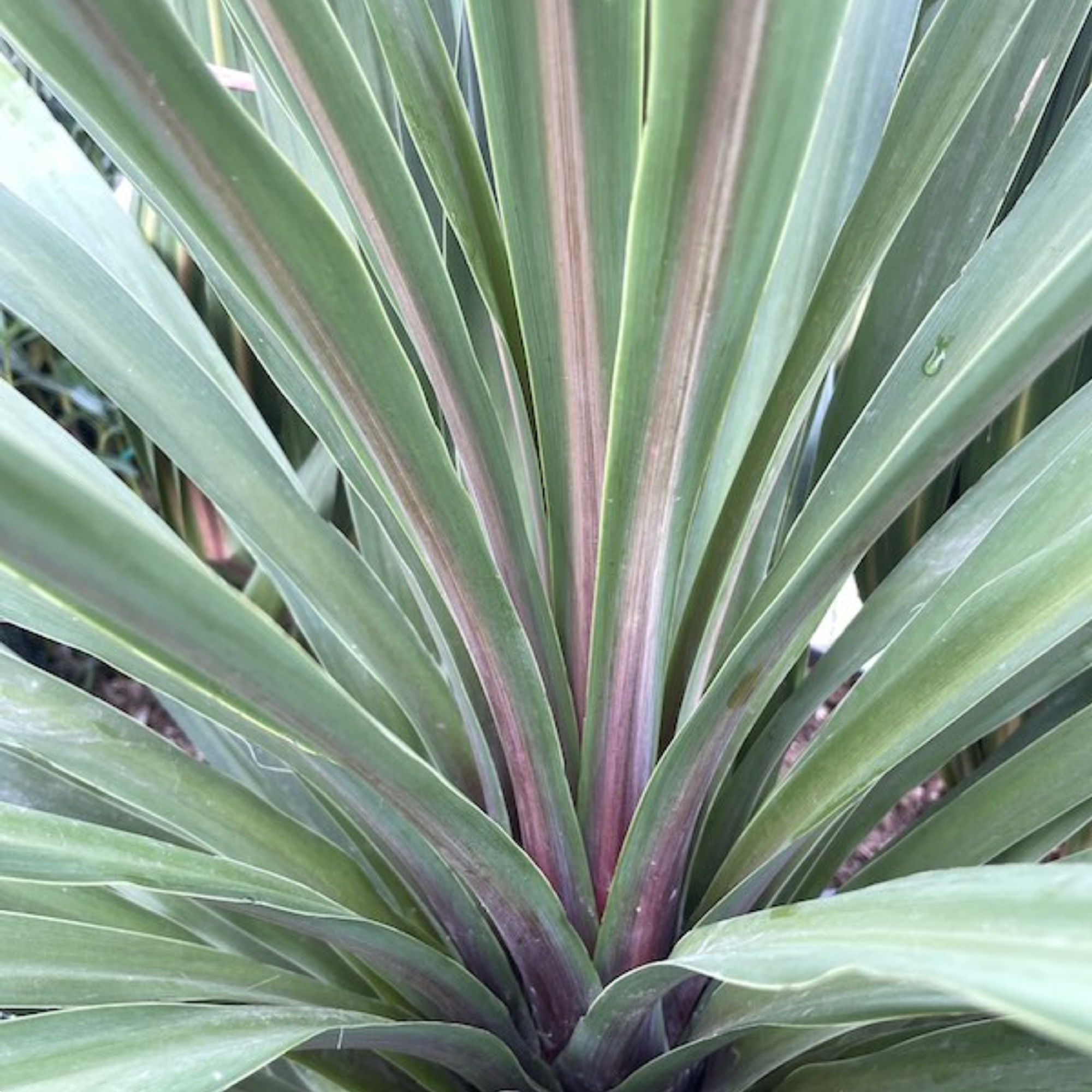 Cordyline Australis Peko 200