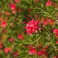 Grevillea Scarlet Sprite 140mm