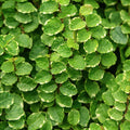 Ficus Pumilia Creeping Fig 140mm