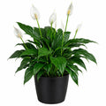 Spathyphyllum130mm