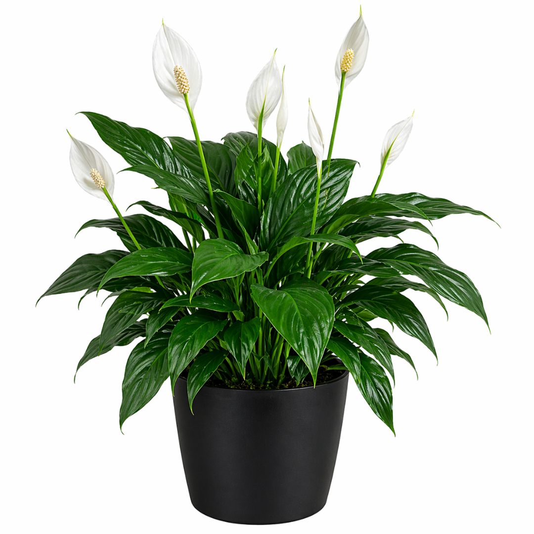 Spathyphyllum130mm