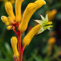 Anigozanthos Yellow Gem 140mm