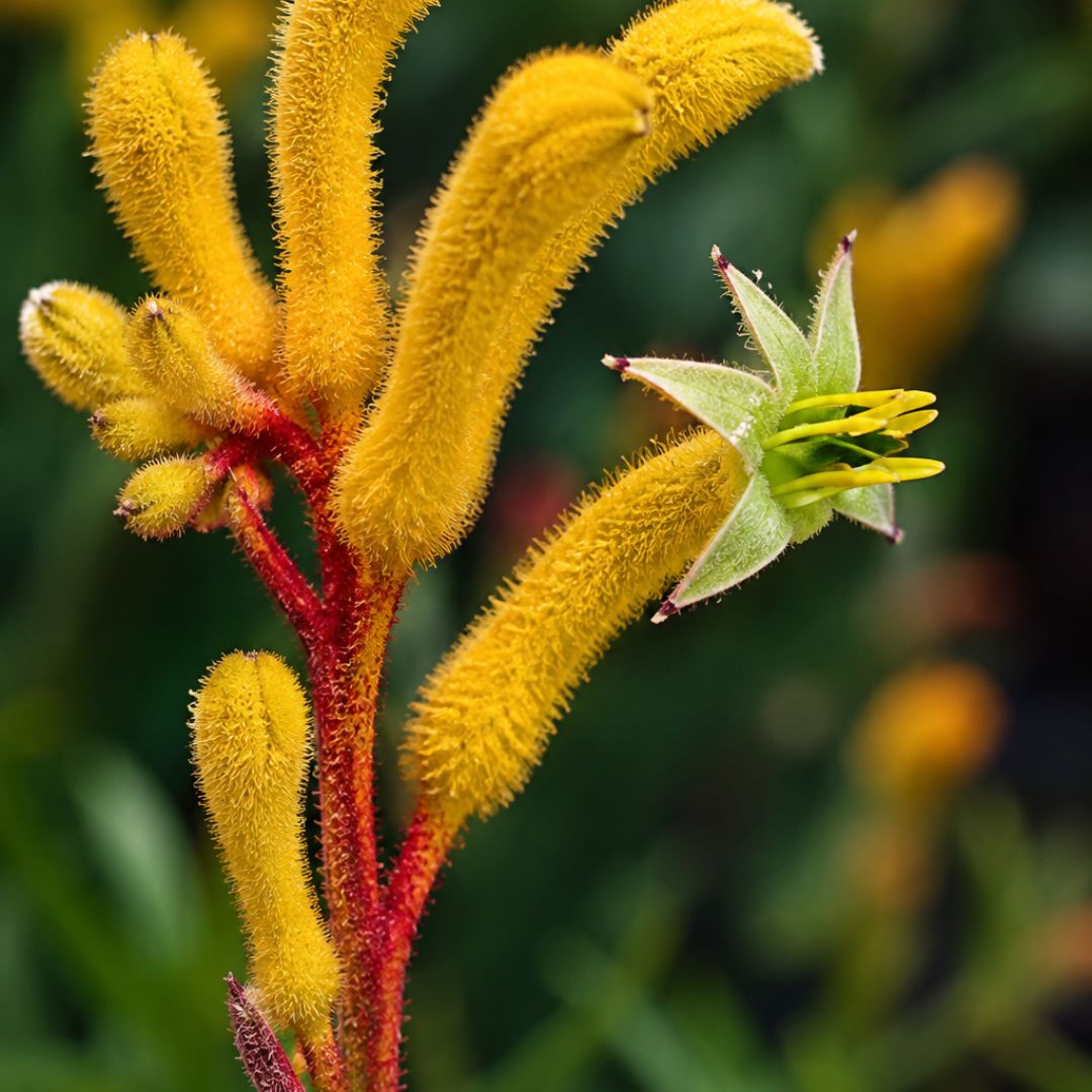 Anigozanthos Yellow Gem 140mm