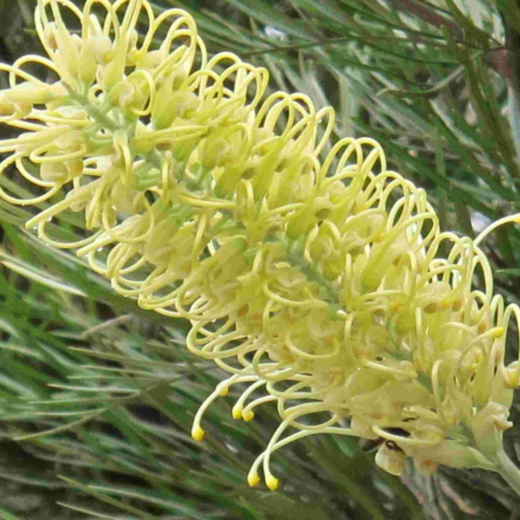 Grevillea Moonlight 200mm