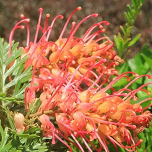 Grevillea Soopa Doopa 140mm