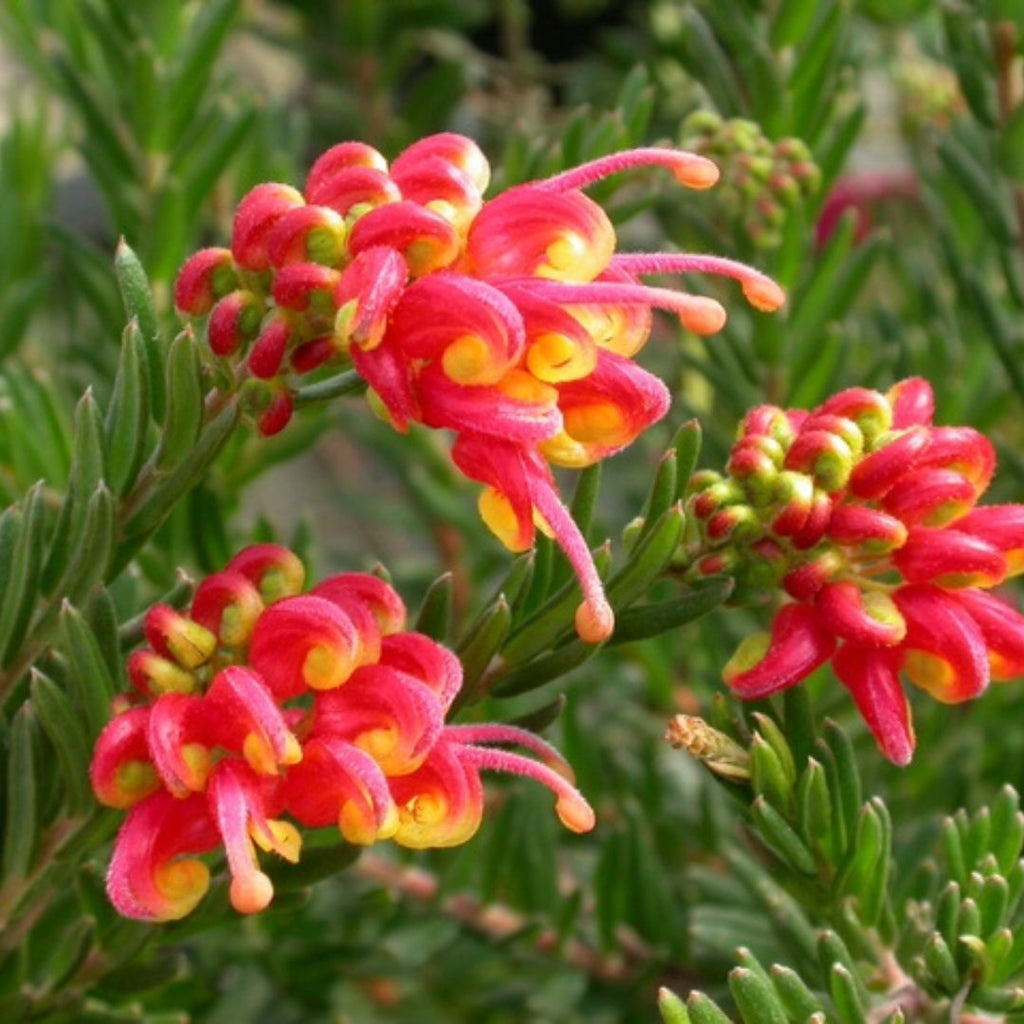Grevillea Fireworks 140mm