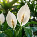 Peace Lilly 125mm