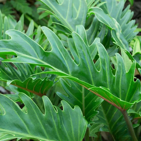 Philodendron Xanadu 140mm 2 – Lumpys Nursery & Landscape Yard