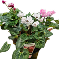 Cyclamen 140mm