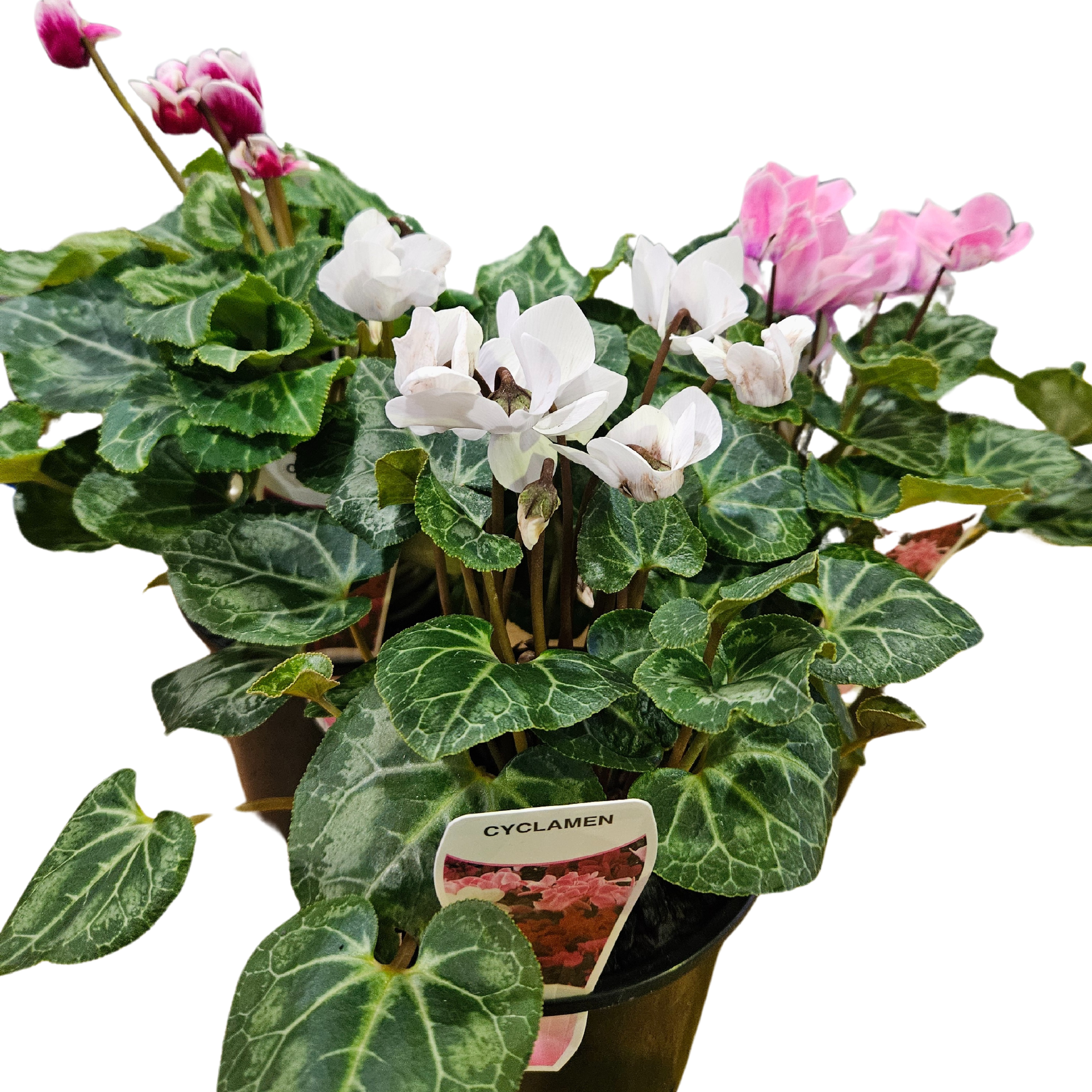Cyclamen 140mm